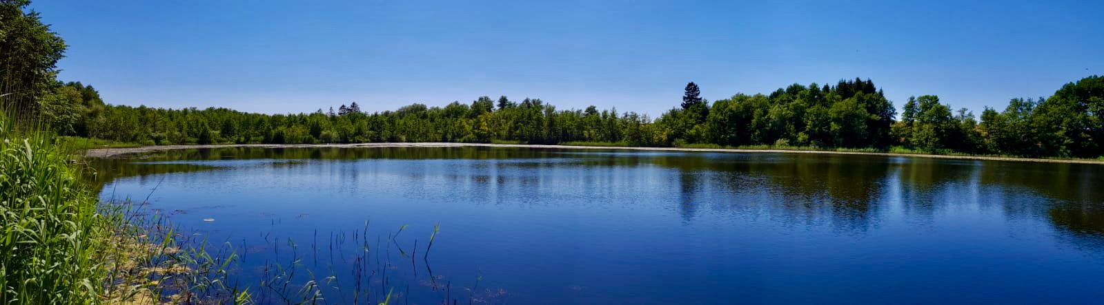 Blick in die Dalbergkuhle Ruhiger See umgeben von Bäumen an einem klaren blauen Himmel.